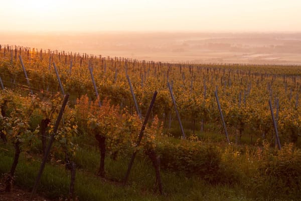 Solo to Vienna: The Autumn Weekend I Traded the Museums for the Vineyards